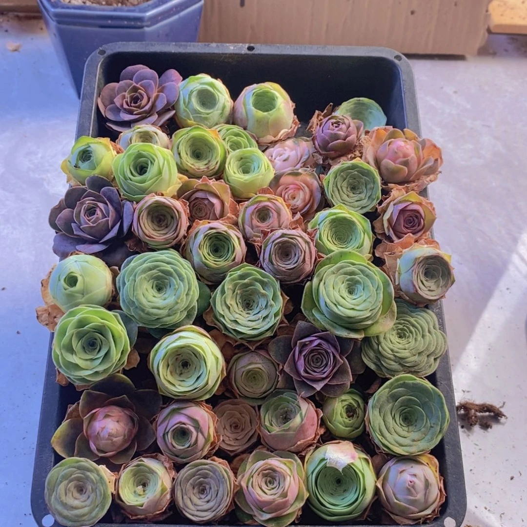 山地玫瑰一箱保底30颗。 01。小一点