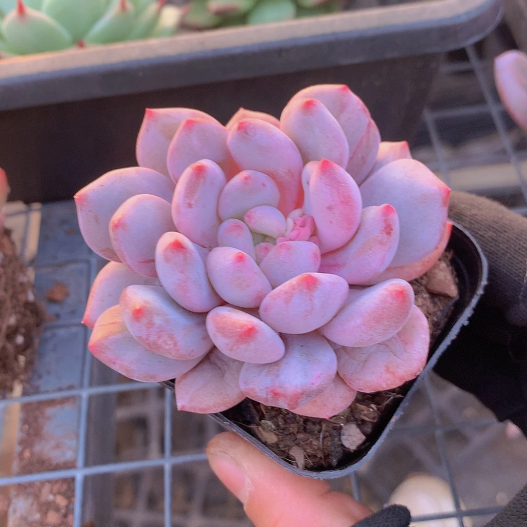 半夏石化锦一物一拍45678899