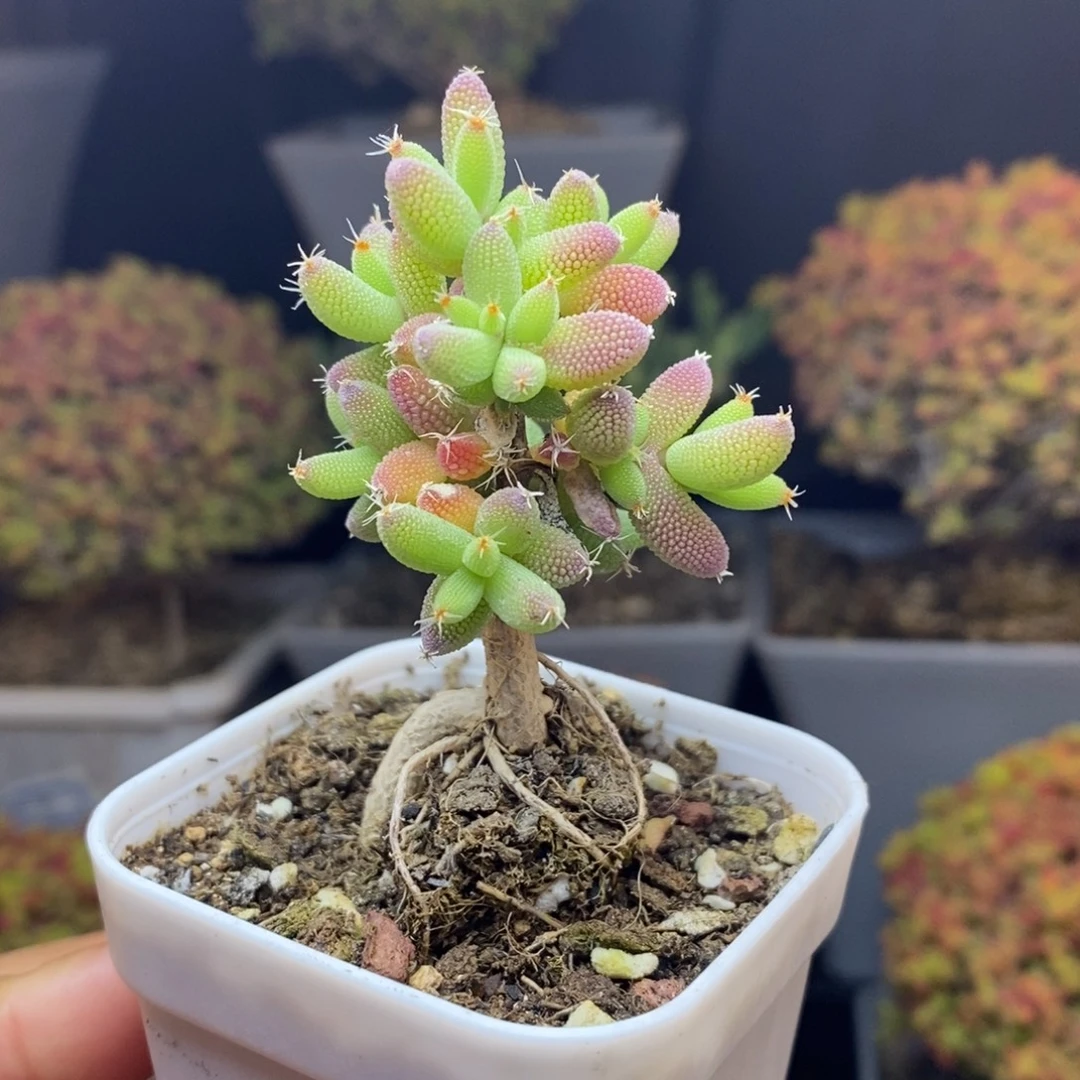 无花朵51号实生玉米