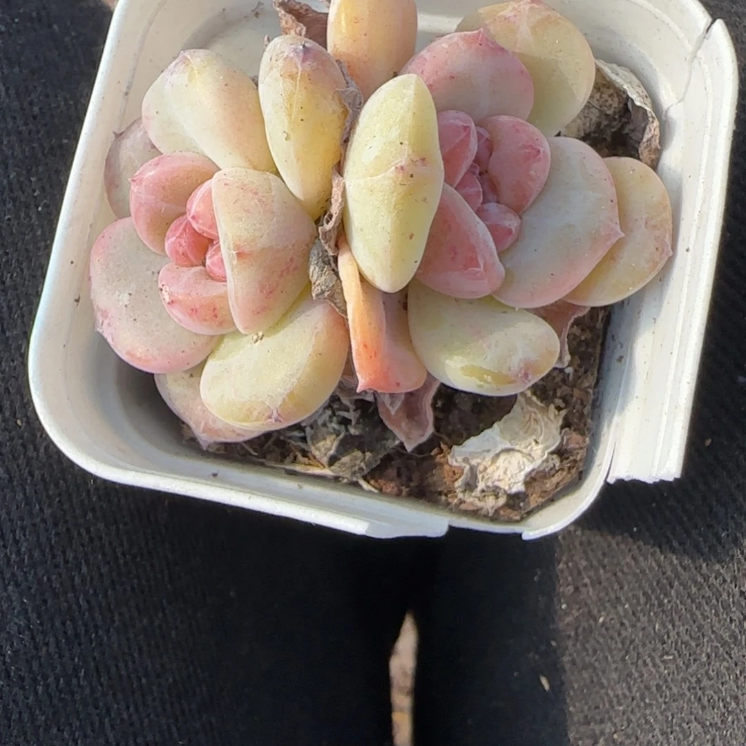 多肉小卡拉米糖心一物一拍