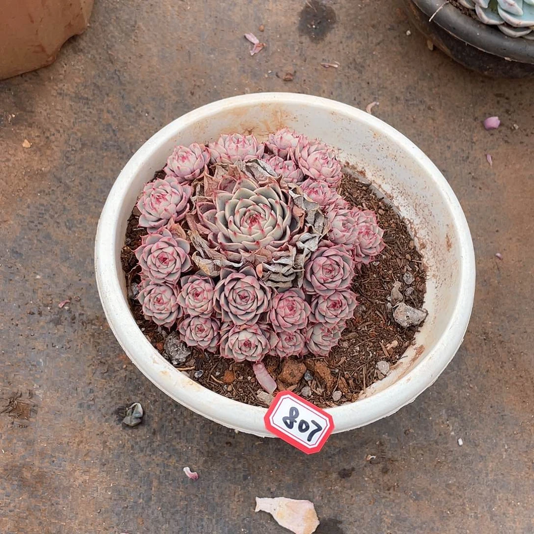 807笨吧一物一拍多肉