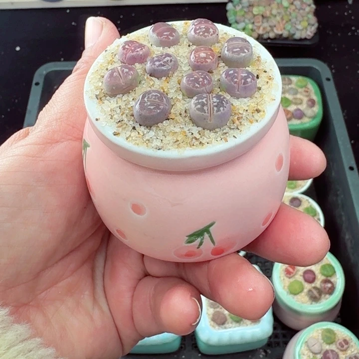 828零下地区记得拍保温箱