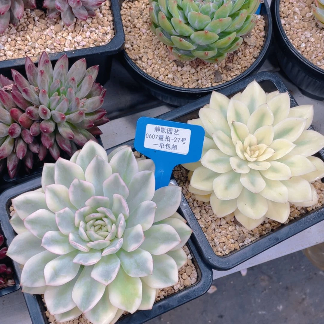 0607-27-月亮仙子锦大母本一颗