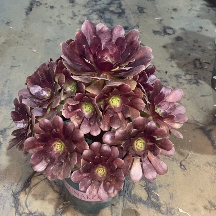 赤焰莲多肉植物28