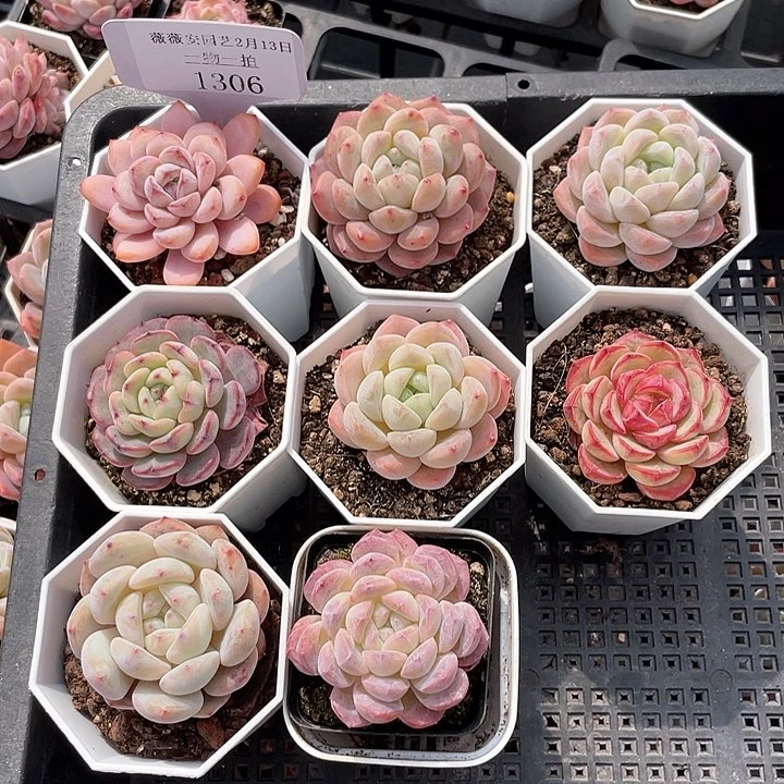 薇薇安园艺多肉1306