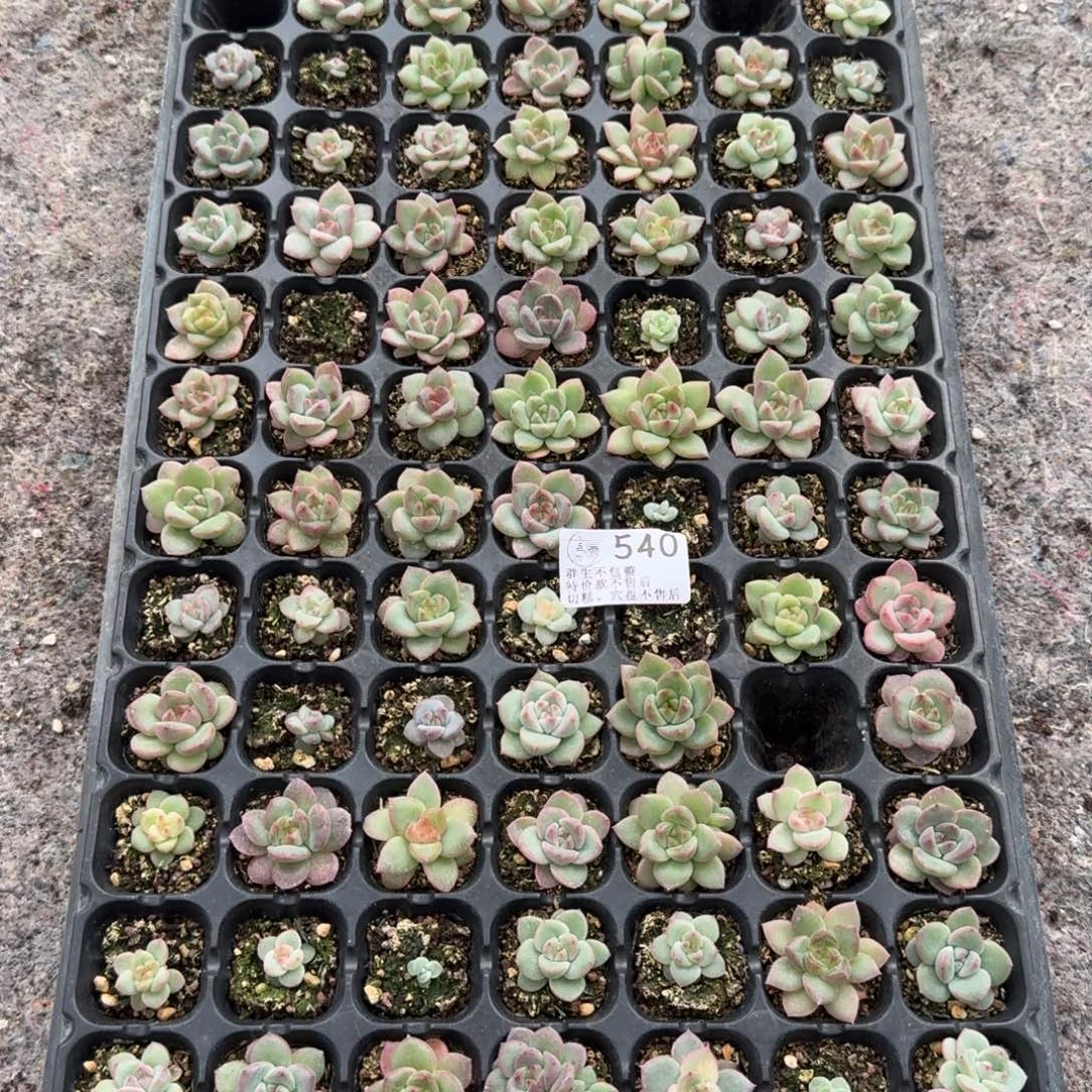 如图540优选麦芽穴盘一盘