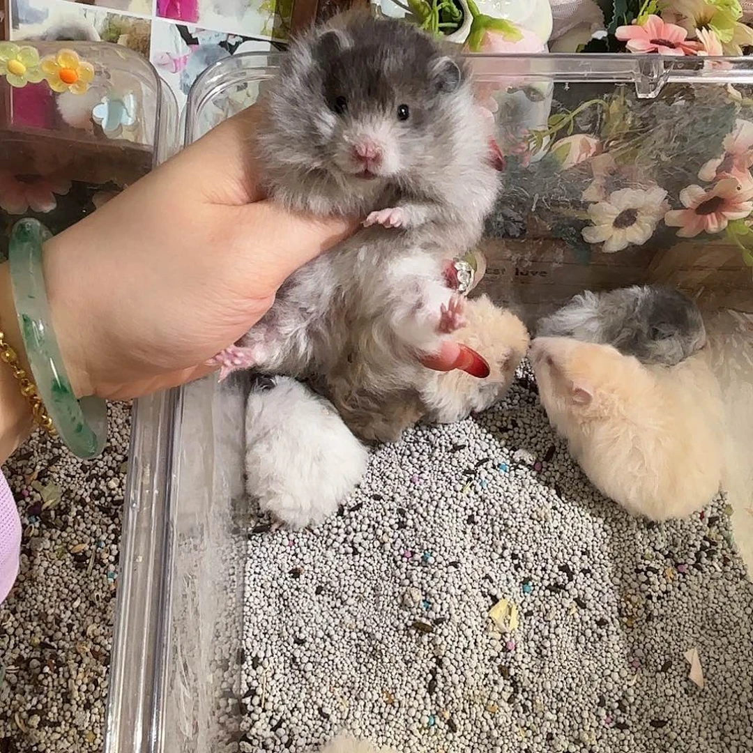 暴***女直毛黑波弟弟包邮