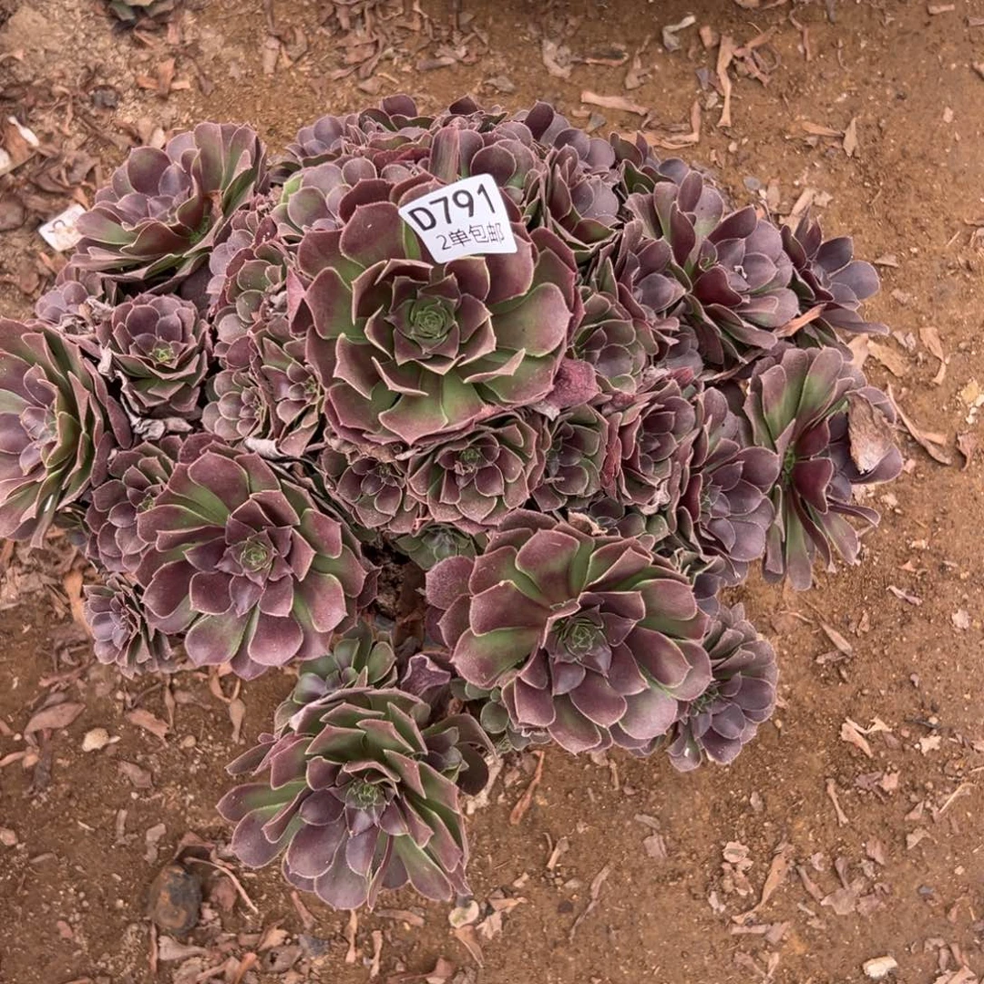791多肉  荷兰玫瑰不包断头