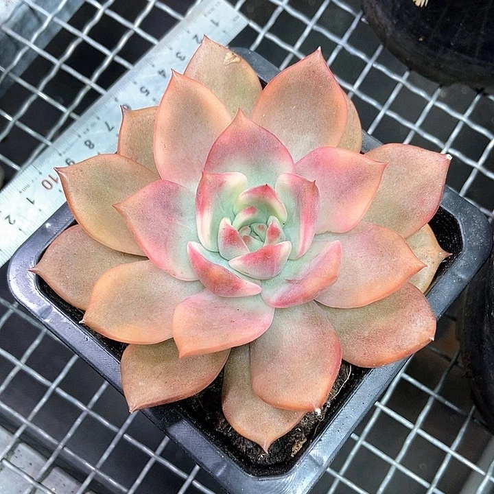 卡梅拉锦多肉植物