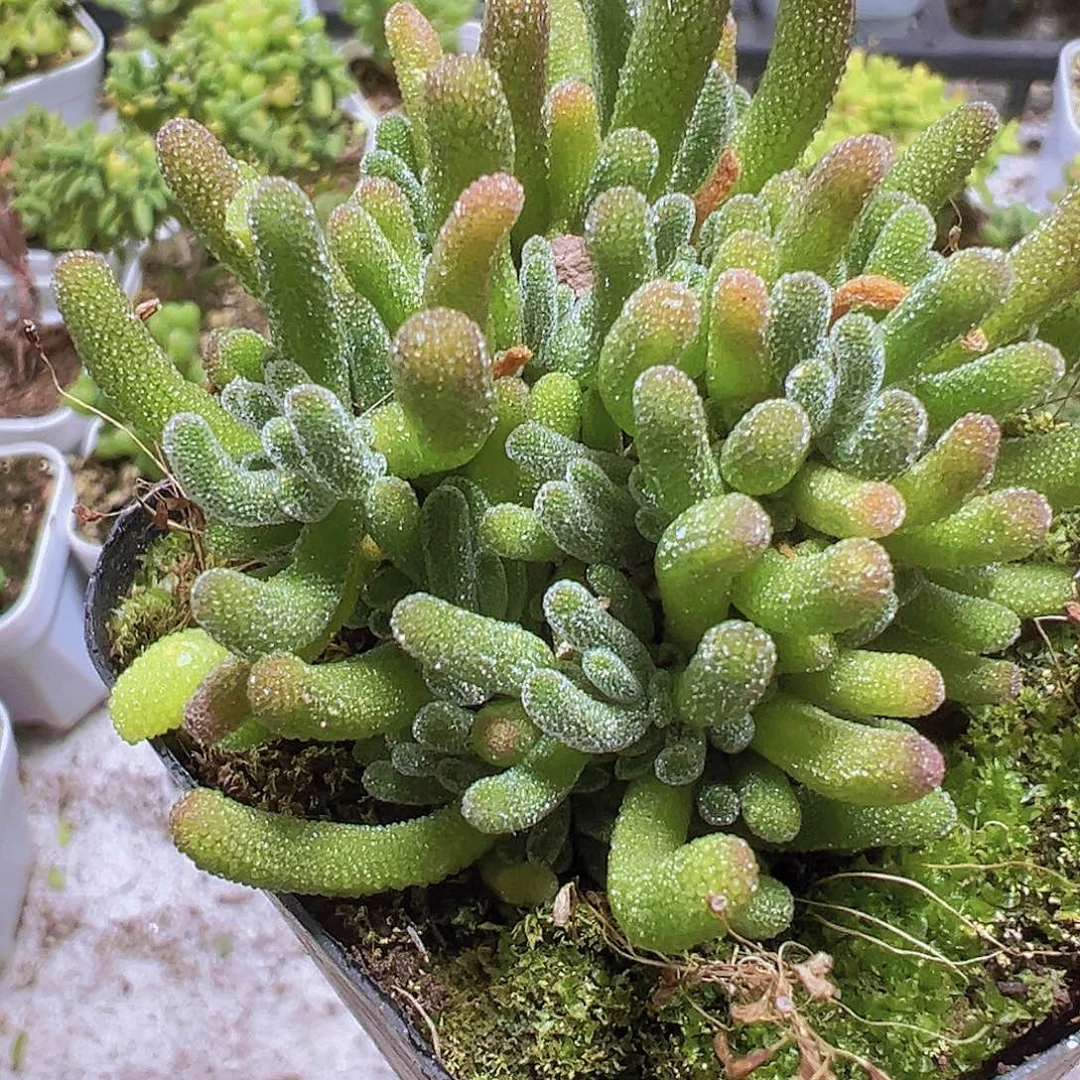 荧光兔枝干19包邮