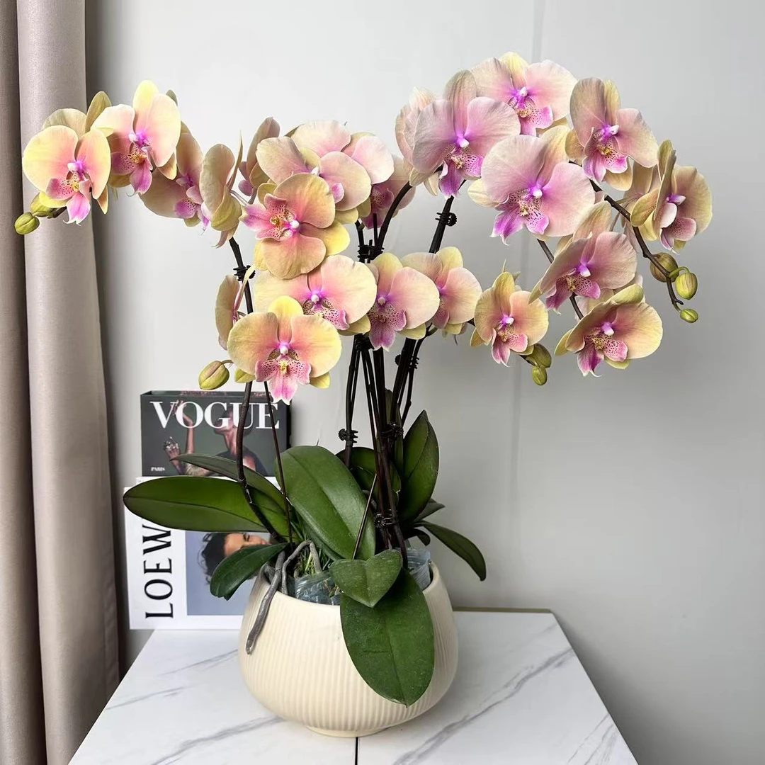 蝴蝶兰【霓虹】稀缺复古色系 大舌头花型皮实好养