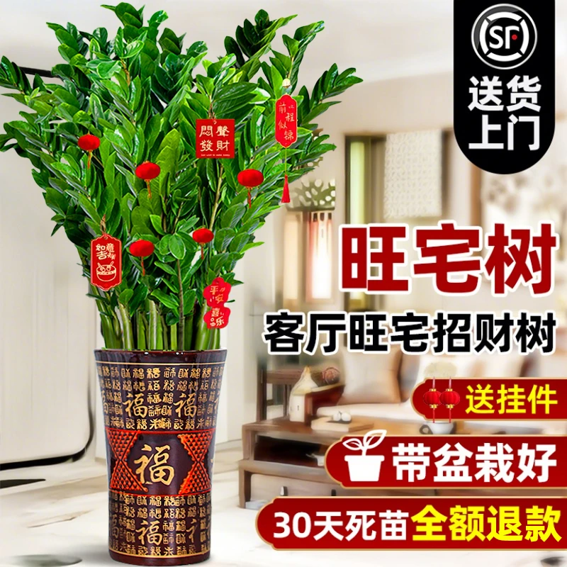 大型绿植金钱树盆栽客厅旺宅树真花绿植大型发财树乔迁摆件植物