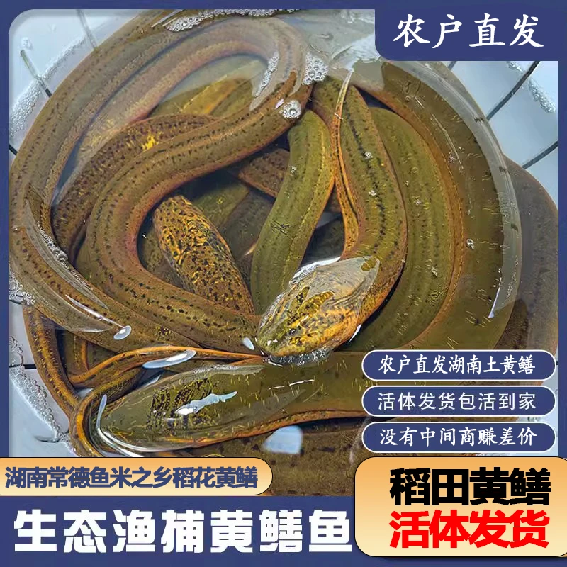 WH5【鲜活发货】土黄鳝新鲜黄鳝鲜活活体黄鳝鱼活鱼现捕现抓鳝鱼