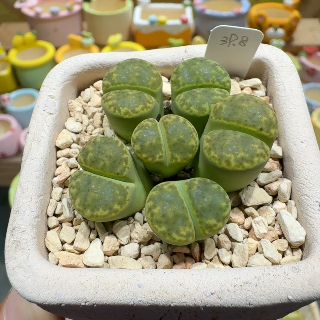 蘑菇1188黄鸣玄多肉植物