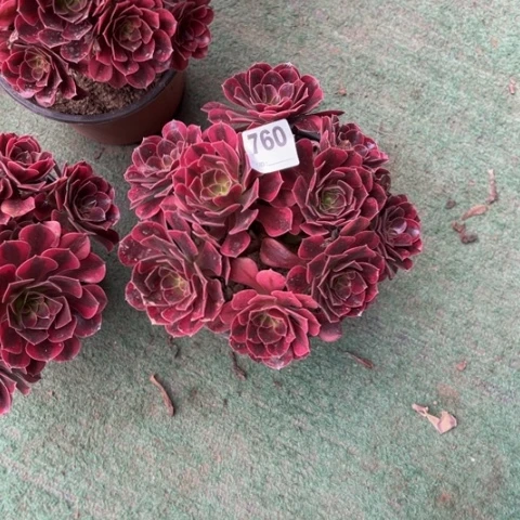 用***7760美杜莎朵朵多肉