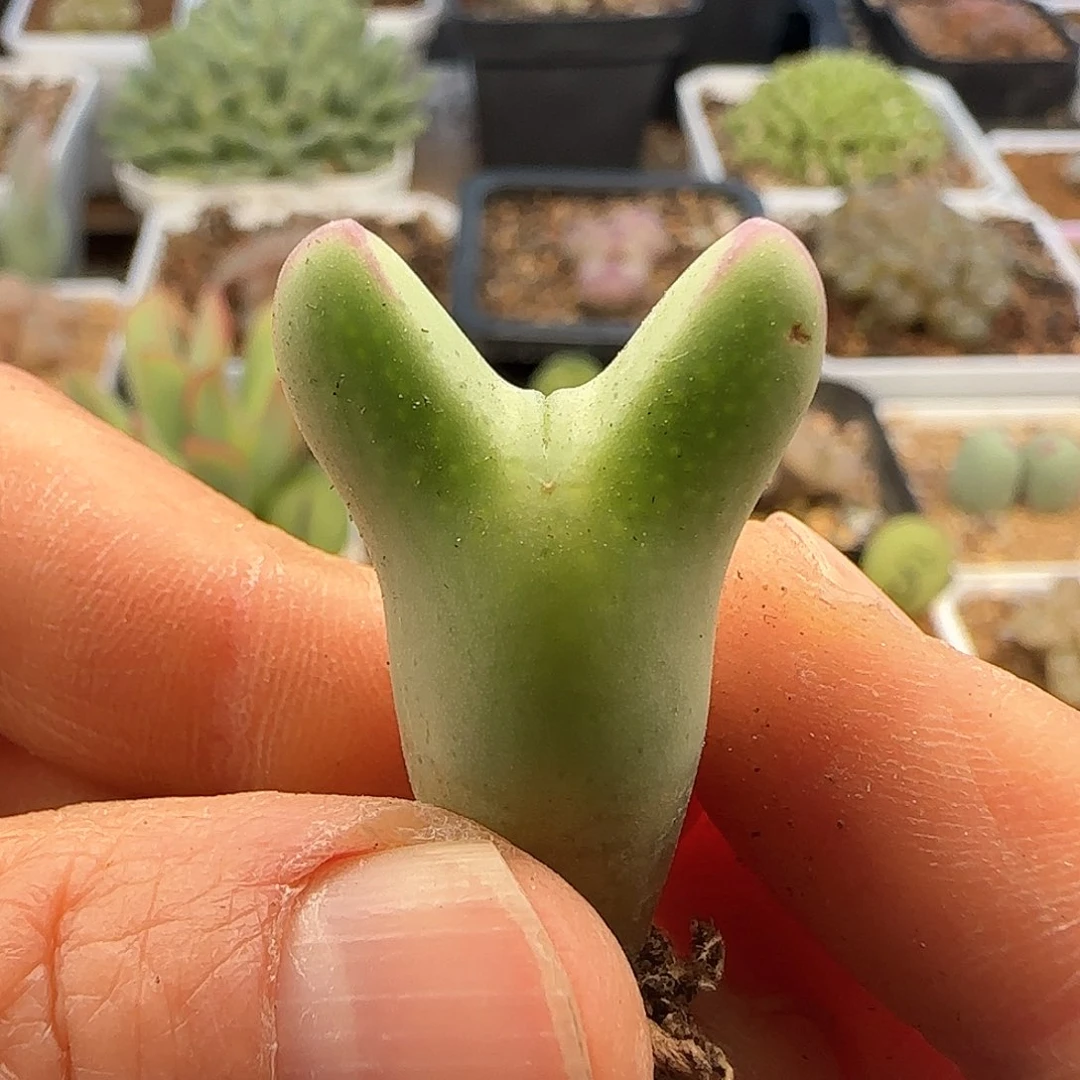 暖*28包邮脱土发货26954