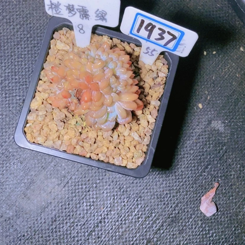 【闪购商品】梨*1937