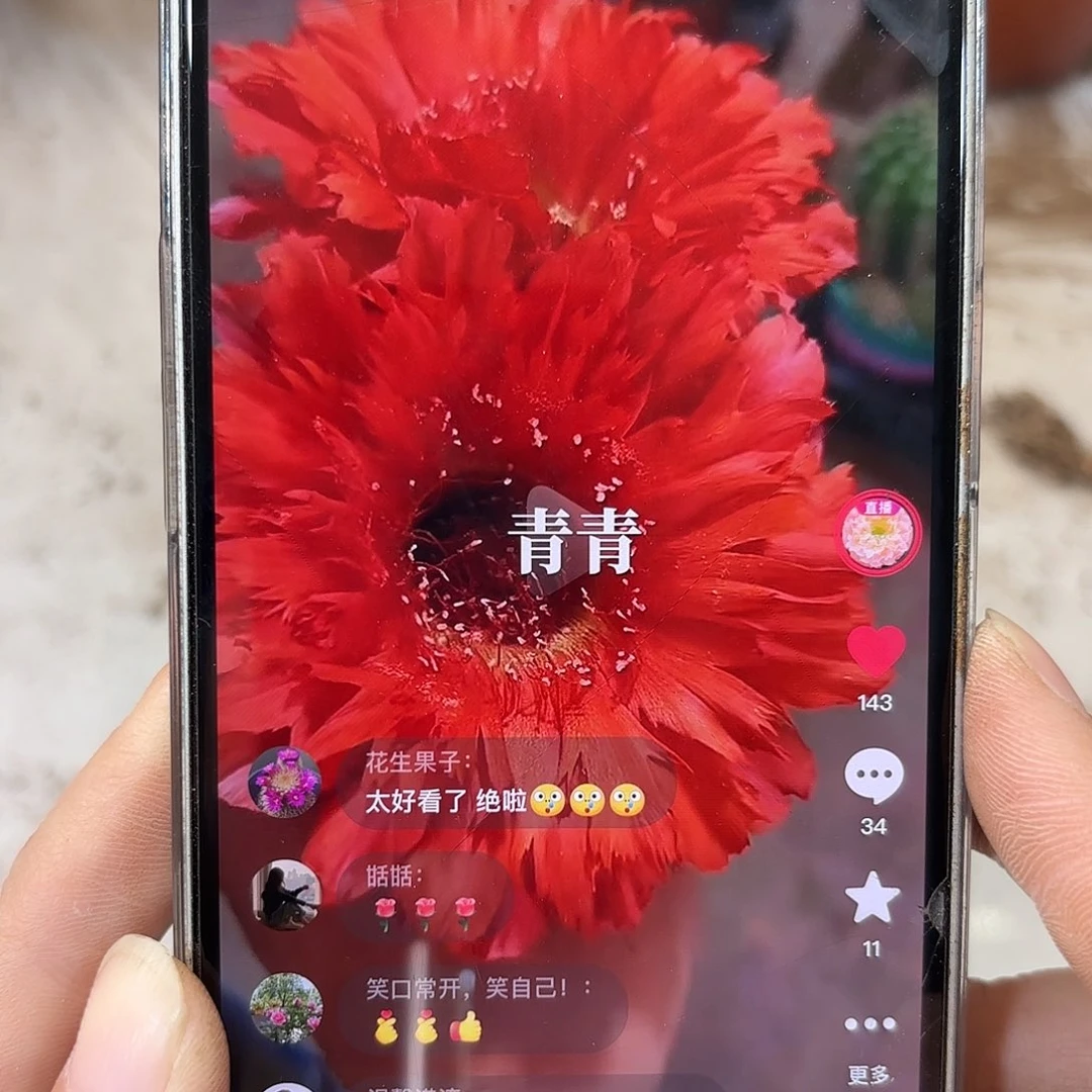 彩草18号羽毛4.5公分左右