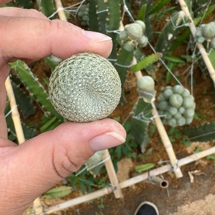 353黄勾宝无根侧牙2公分左右2个，20包邮