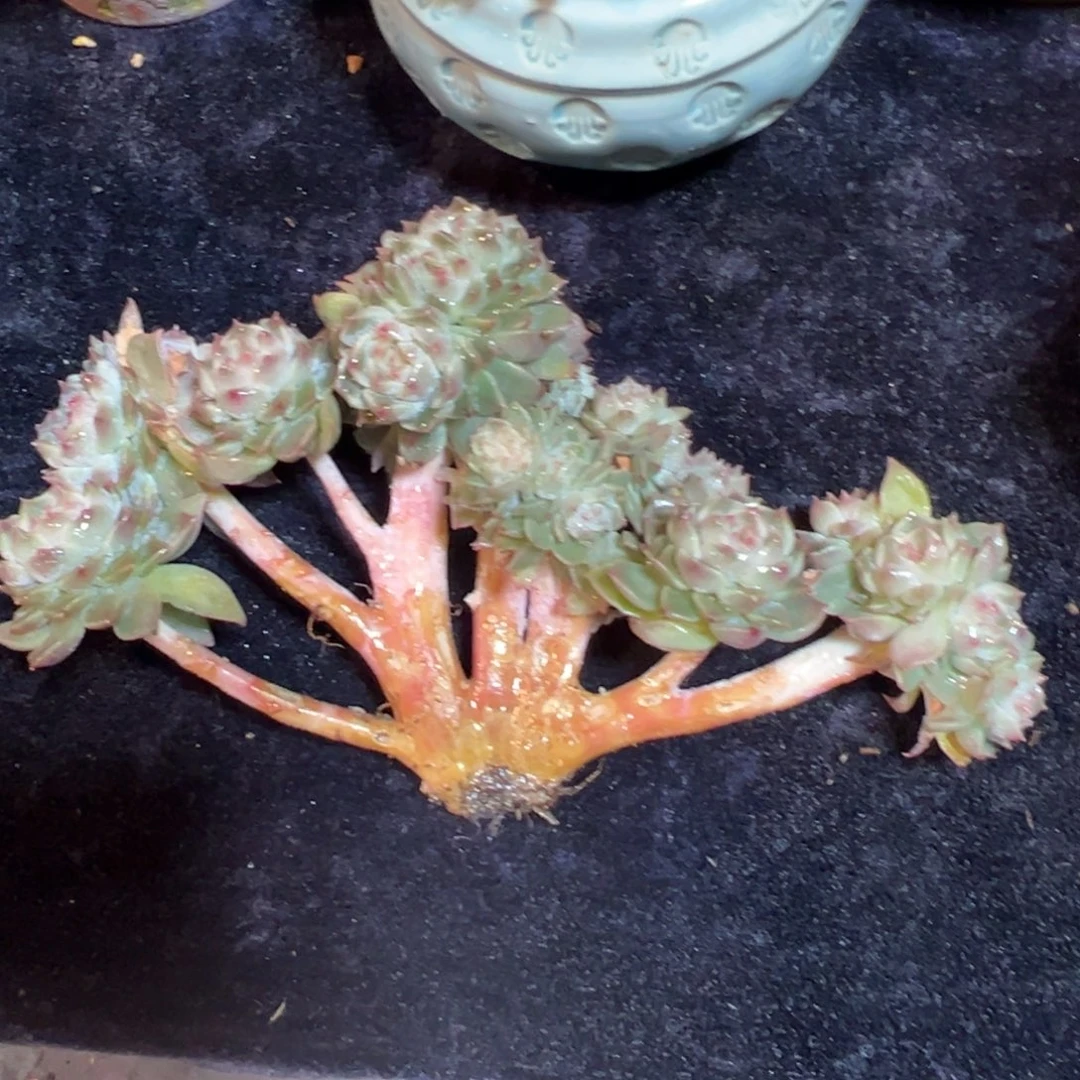 24头黄钻 新年快乐 新年快乐