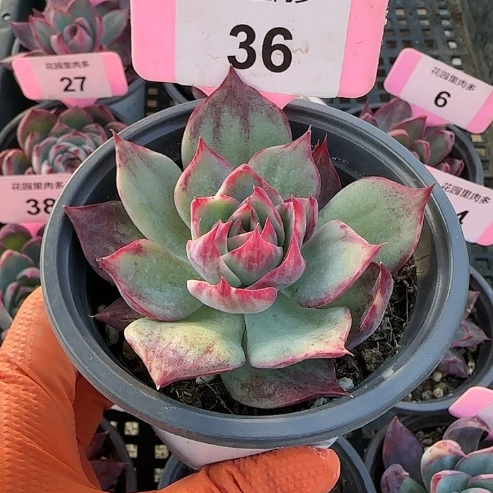 36 惊鸿仙子多肉植物6-9cm