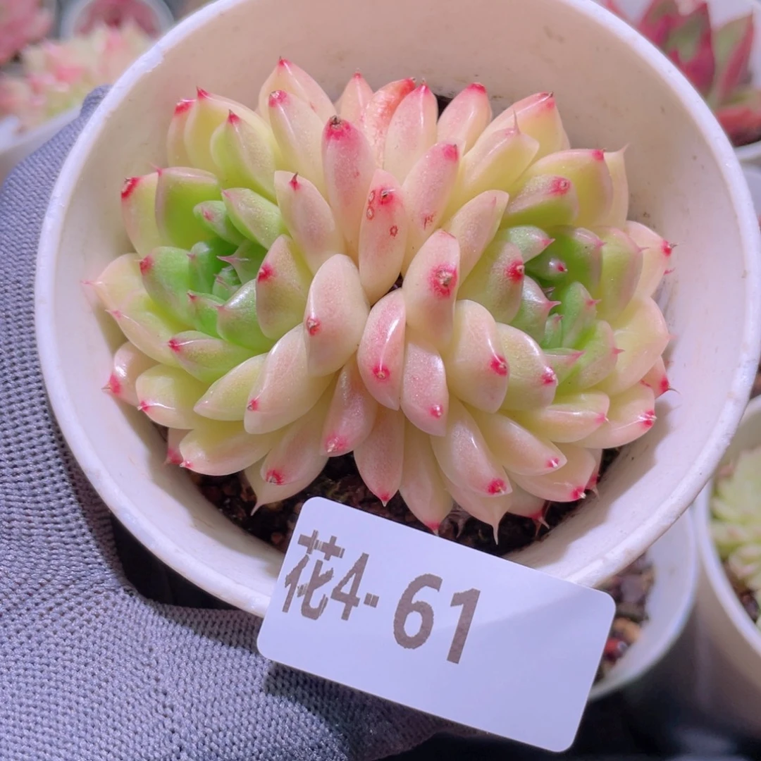 花利美 4-61麦秆