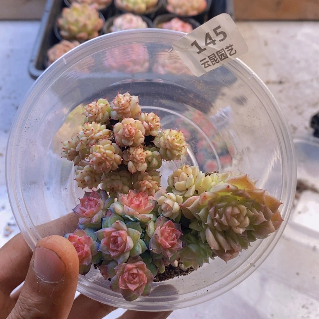 量拍。 145。 三颗