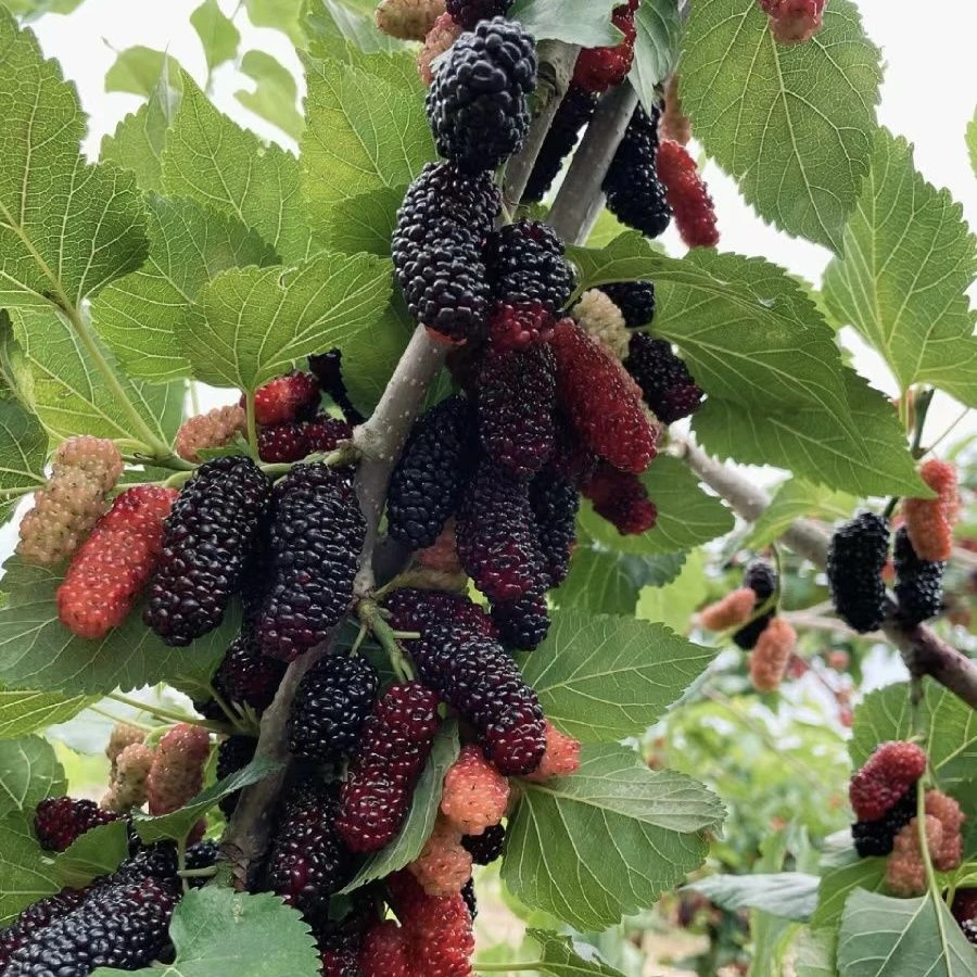 当季采摘新鲜桑葚现摘现发酸甜可口鲜果无沙桑椹黑桑枣新鲜采摘香