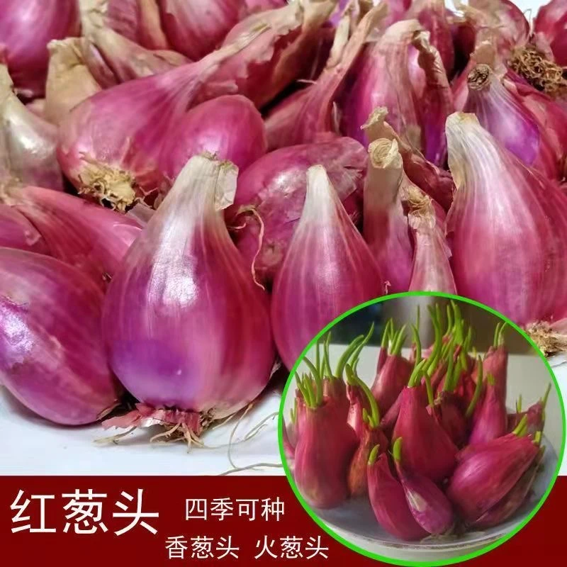 新鲜红葱头干葱头饱满小香葱头种子火葱四季葱种做肠粉卤肉油葱酥