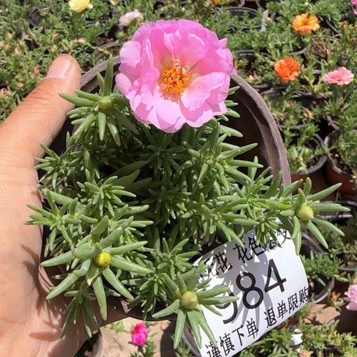 全部花朵984超小苗盆口10cm