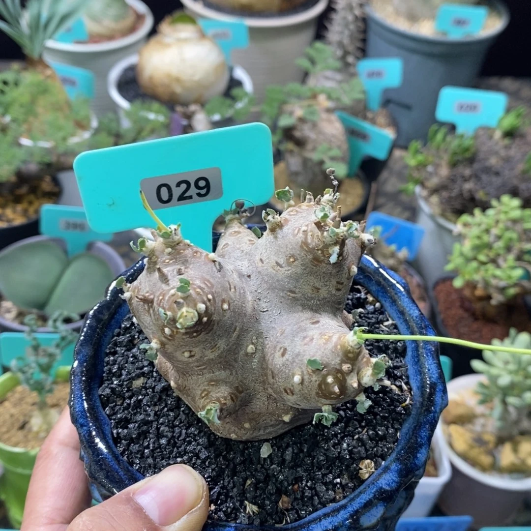 格加杂嗯特美厚炖菊