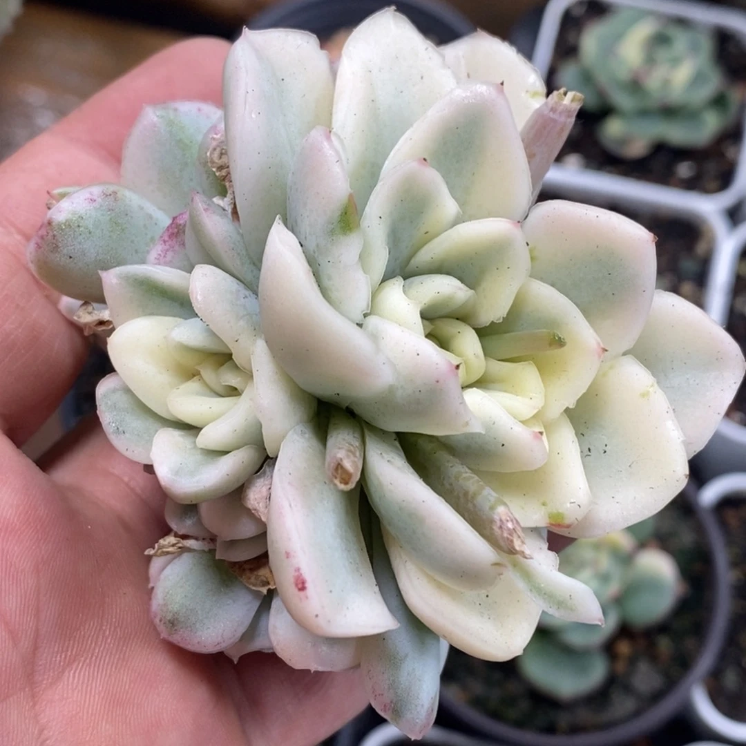 雪鸢锦 小方花圃一物一拍