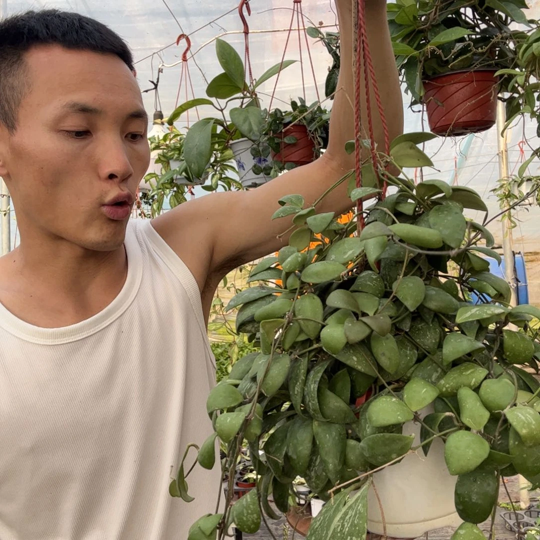 芮***儿无花朵蛋壳球兰大苗