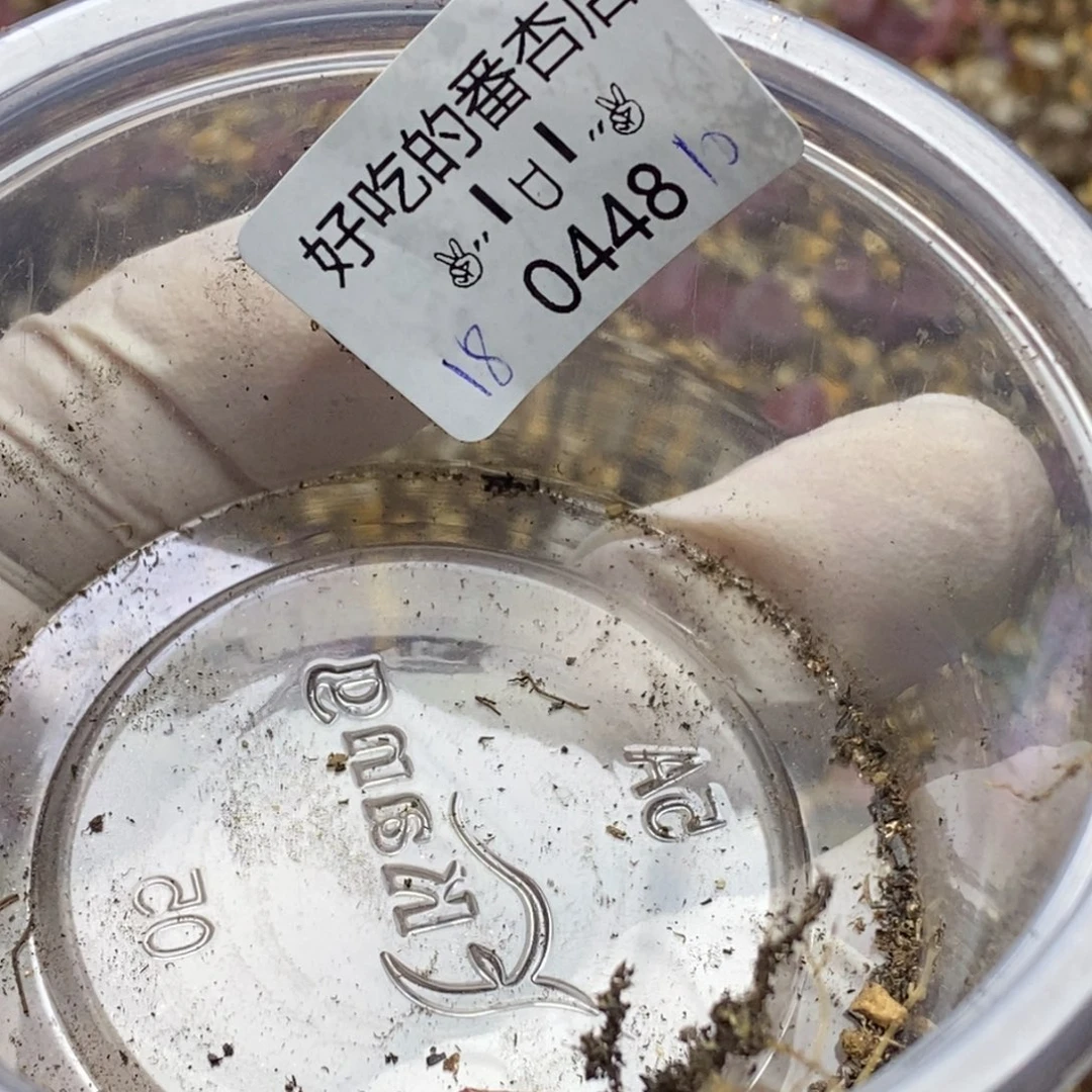 咖****力0448。零下拍保温。