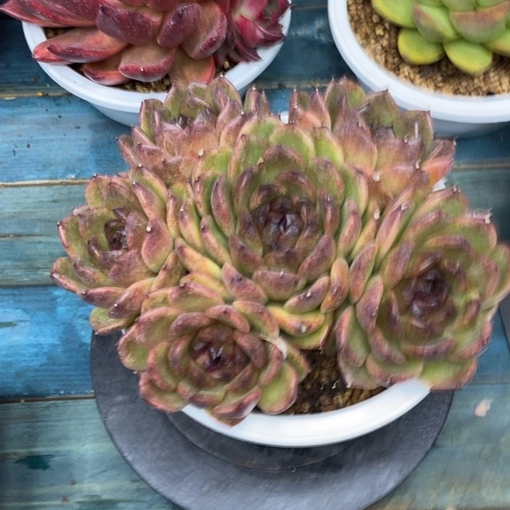 黑水晶捧花群，1236888