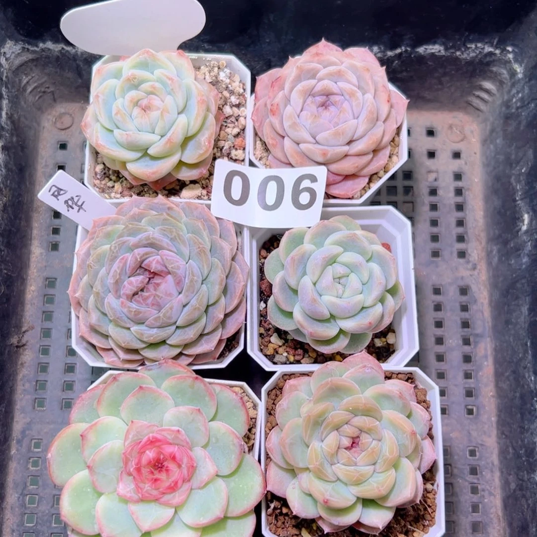 巫拉拉溏心6颗组合