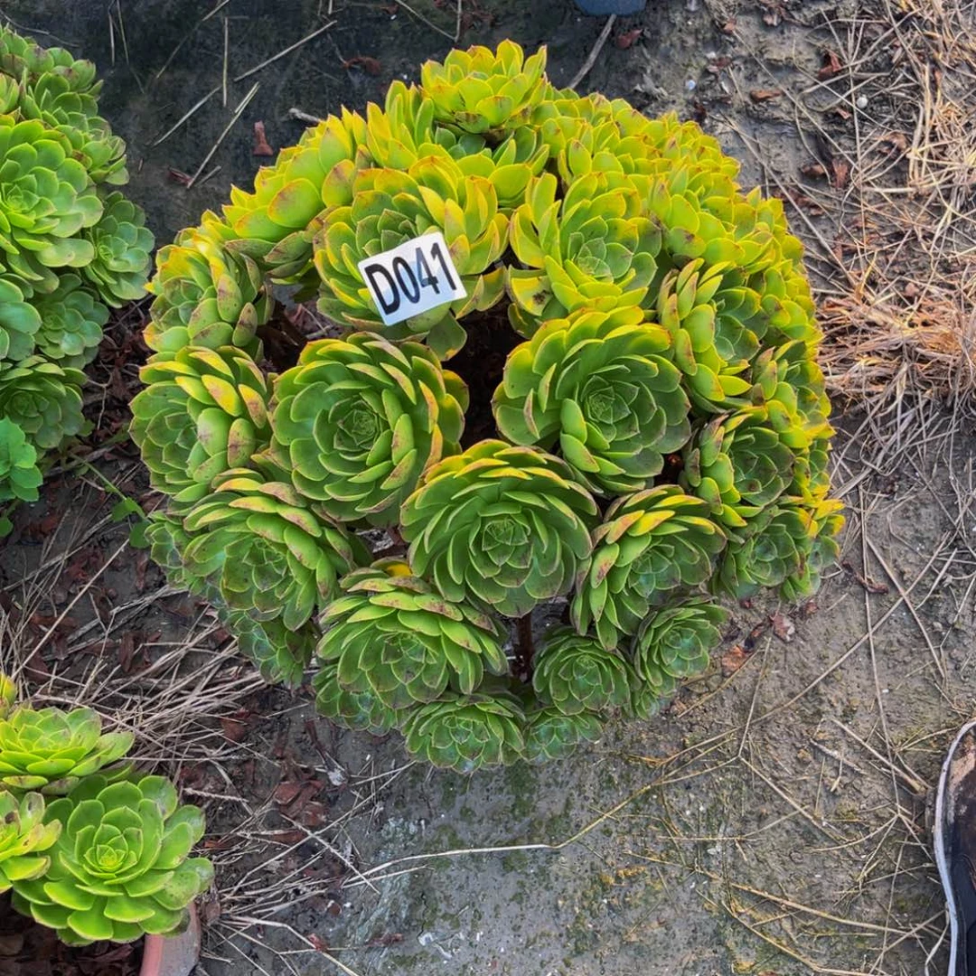 万拉丝14/////11包邮