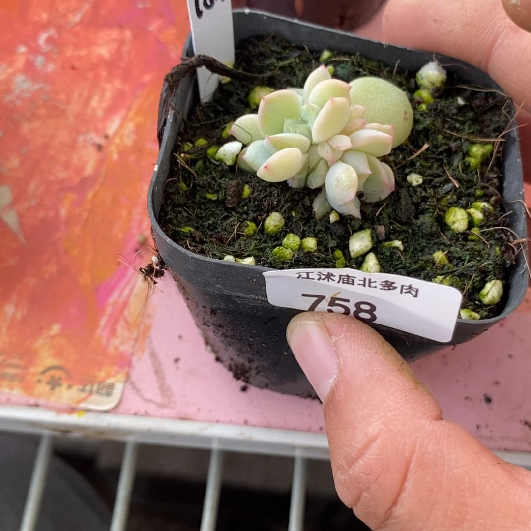 标签758甜心877一个多肉