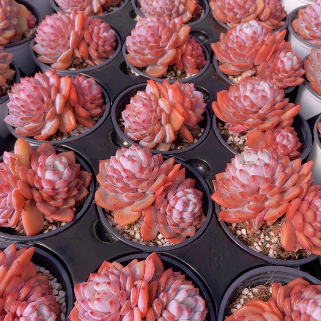 量拍19号 星星橙多肉大双头一个