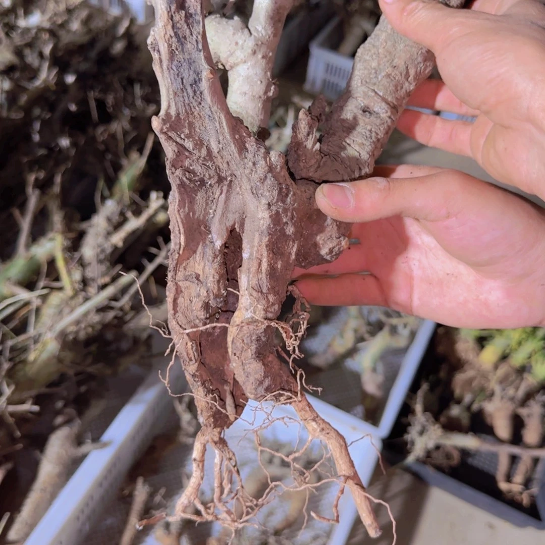 知***爷块根植物块根植物
