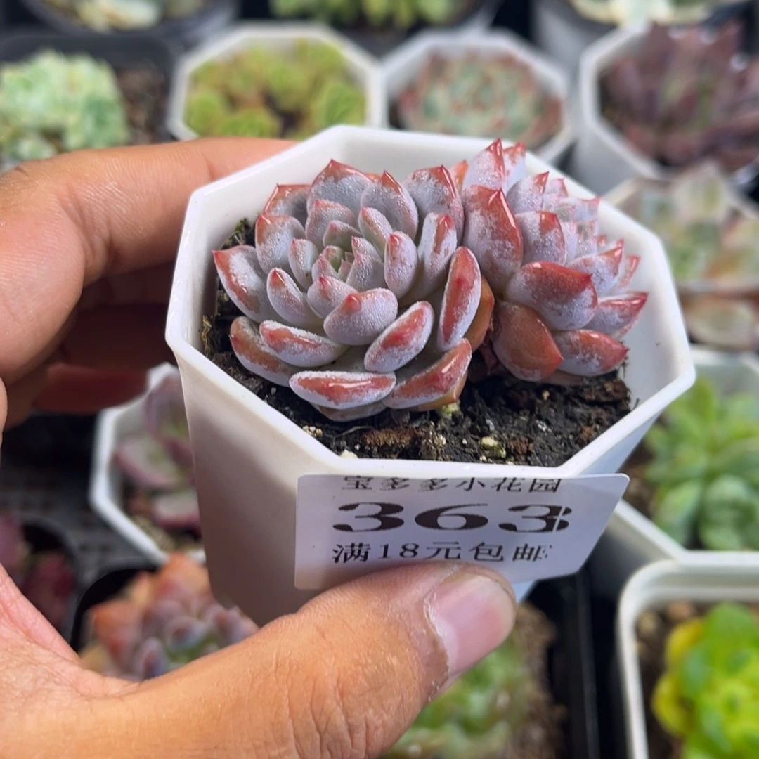 双头玉芙蓉到手一颗满18包邮满26送一颗精品小肉肉