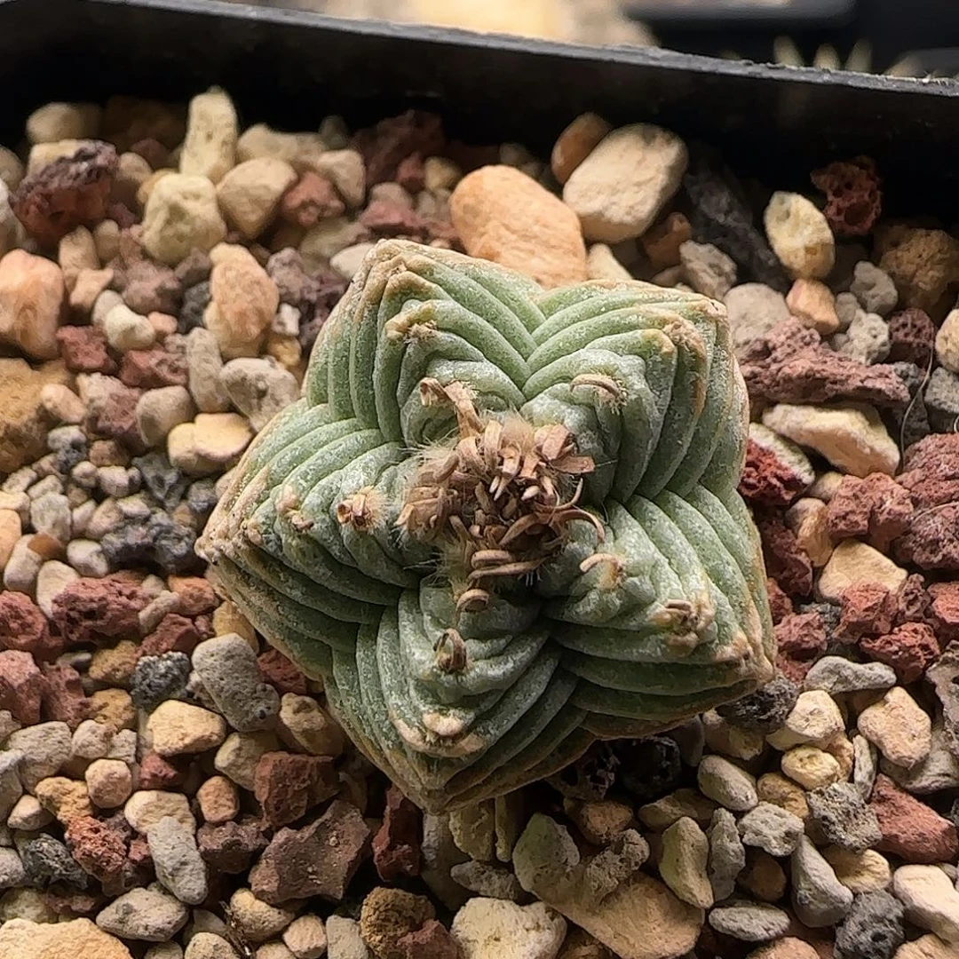 五星仙人球111111111111