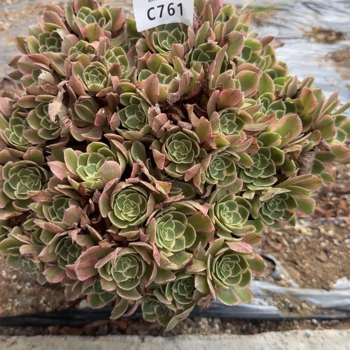 761粉花妖 多肉植物
