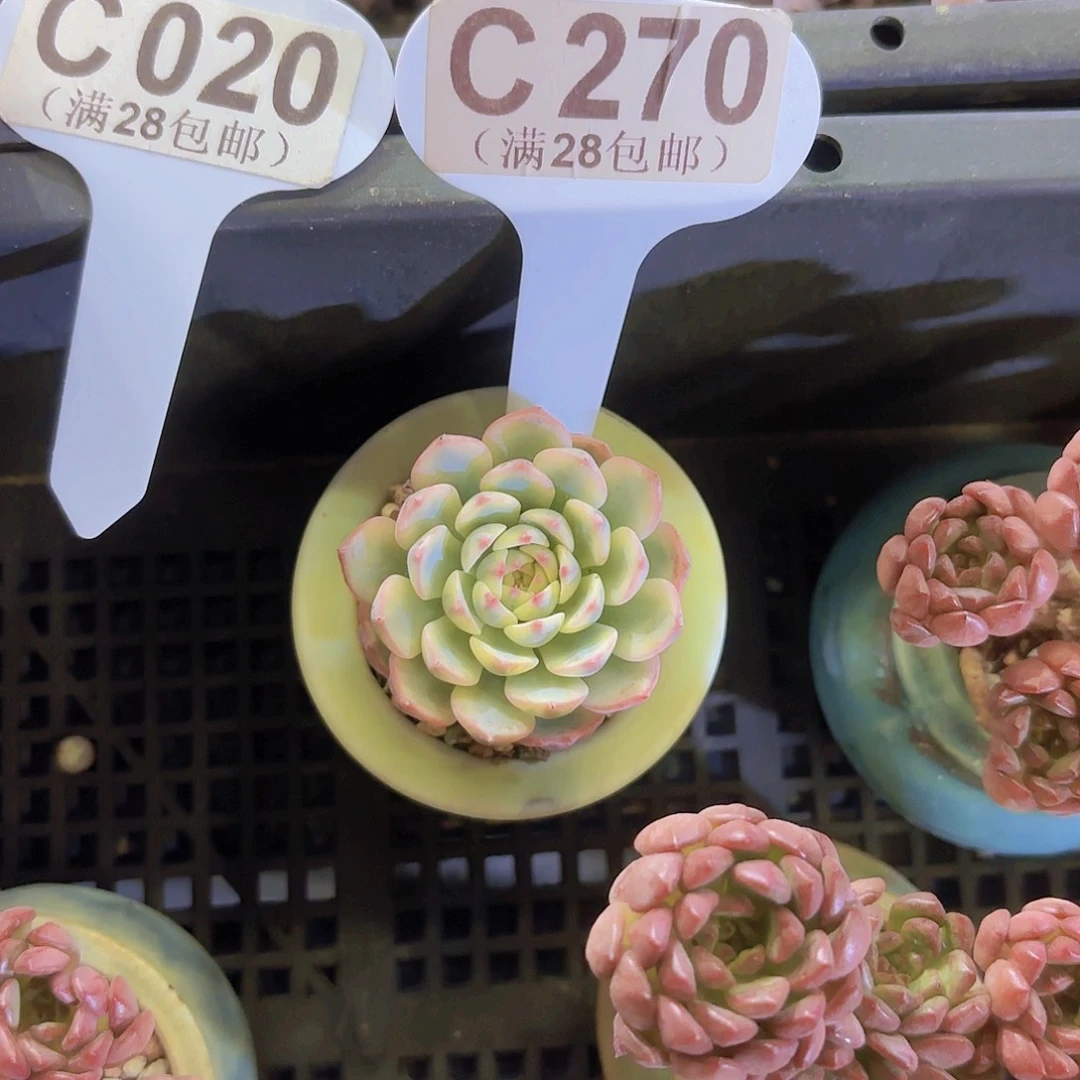 C270姬莲锦一物一拍