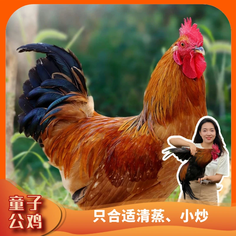 【一只童子鸡】高山散养土公鸡肉质鲜嫩跑山鸡清蒸公鸡一只1.3-2斤