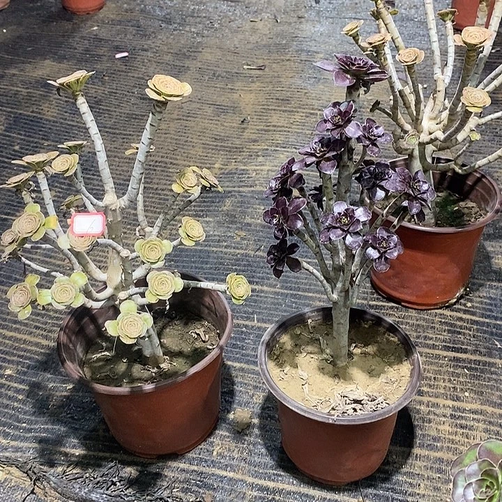 6，2颗多肉法师多肉法师