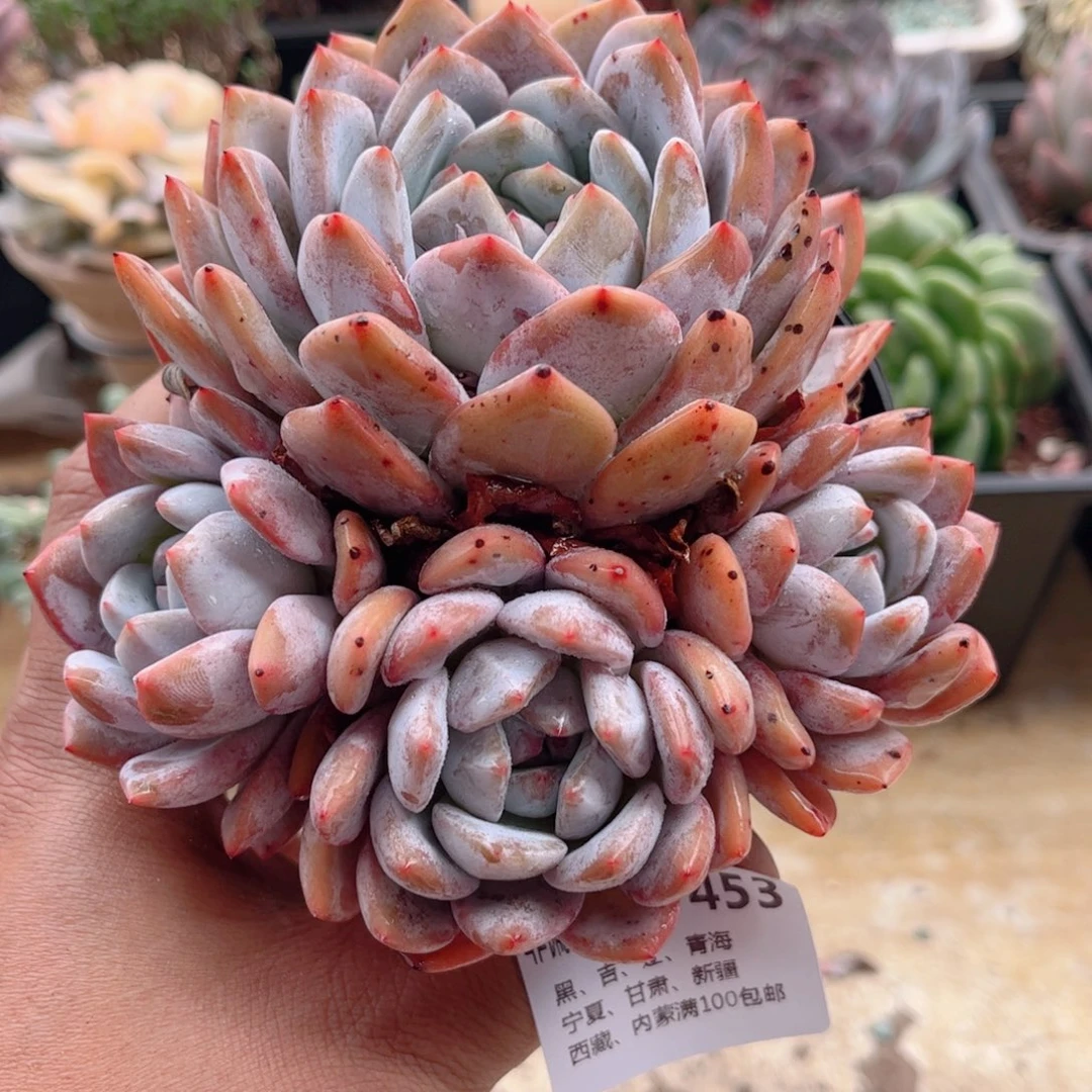 453橙子德华多肉