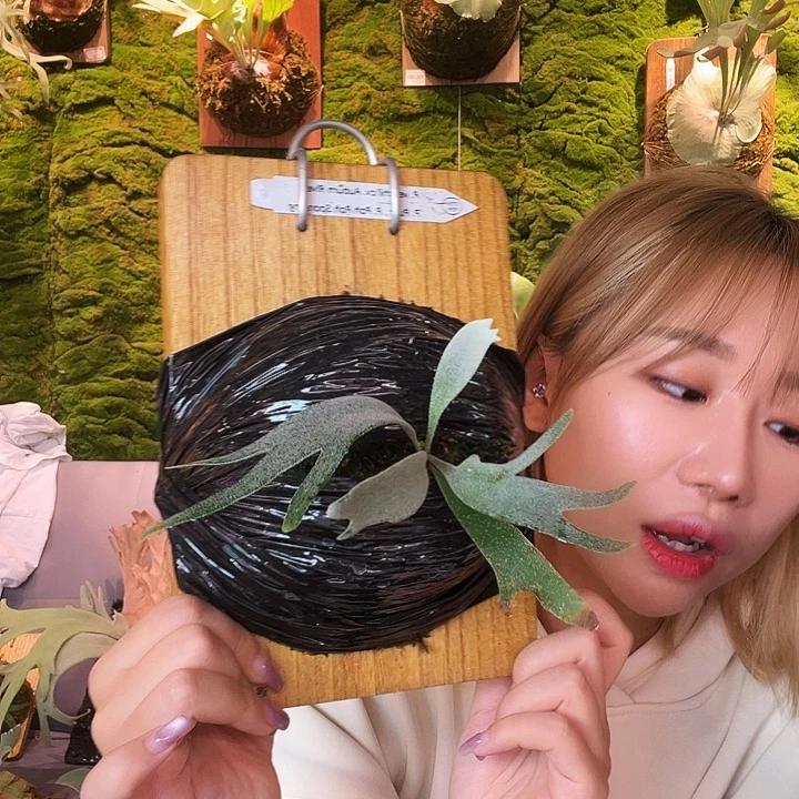 不开花植物sf 三混