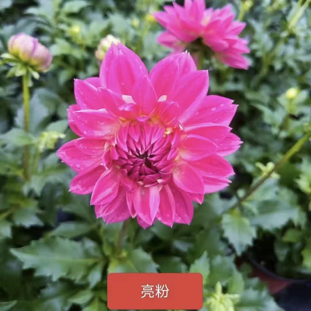 【亮粉】小丽花阳台庭院盆栽地栽种植好养易活爆花神器
