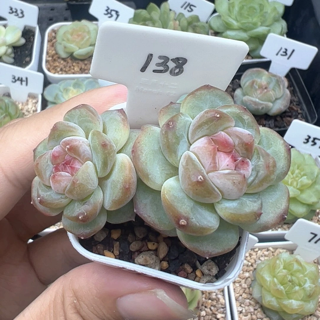 138号樱桃甜心 晗雨多肉